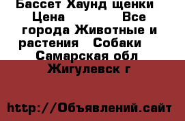 Бассет Хаунд щенки › Цена ­ 20 000 - Все города Животные и растения » Собаки   . Самарская обл.,Жигулевск г.